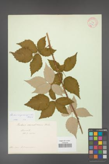 Rubus crispomarginatus [KOR 10664]