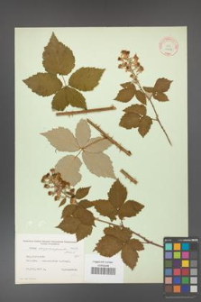 Rubus crispomarginatus [KOR 10656]