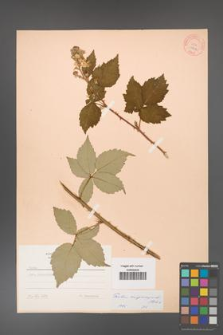 Rubus crispomarginatus [KOR 10654]