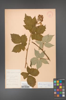 Rubus crispomarginatus [KOR 10662]