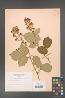 Rubus crispomarginatus [KOR 10653]