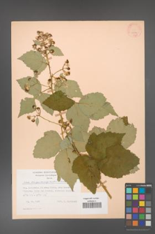 Rubus crispomarginatus [KOR 22786]
