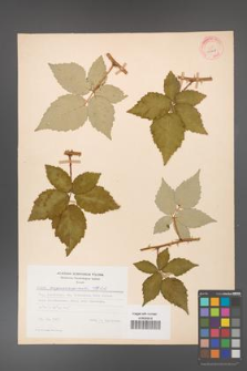 Rubus crispomarginatus [KOR 22787]