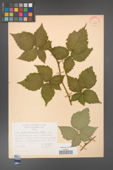 Rubus crispomarginatus [KOR 22788]