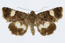Tyta luctuosa