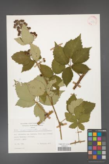 Rubus crispomarginatus [KOR 25541]