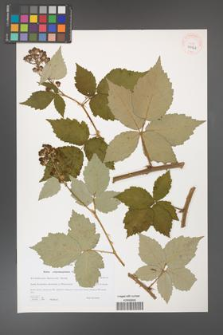 Rubus crispomarginatus [KOR 40542]