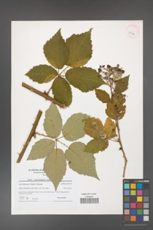 Rubus crispomarginatus [KOR 40744]