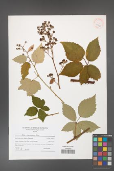 Rubus crispomarginatus [KOR 40742]