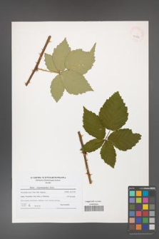 Rubus crispomarginatus [KOR 40832]