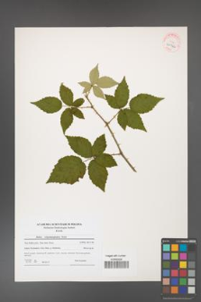 Rubus crispomarginatus [KOR 40766]