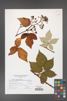Rubus crispomarginatus [KOR 40783]