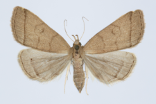 Herminia tarsicrinalis