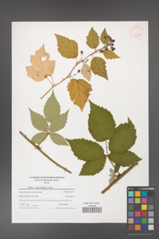 Rubus crispomarginatus [KOR 40775]