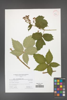 Rubus crispomarginatus [KOR 41473]