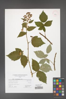 Rubus crispomarginatus [KOR 42774]