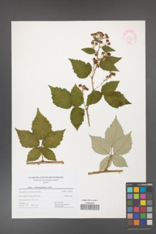Rubus crispomarginatus [KOR 44479]