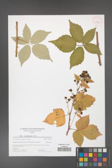 Rubus crispomarginatus [KOR 43977]