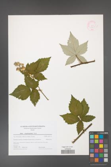 Rubus crispomarginatus [KOR 44611]
