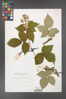 Rubus crispomarginatus [KOR 29486]
