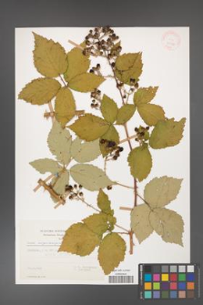Rubus crispomarginatus [KOR 29929]