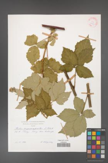 Rubus crispomarginatus [KOR 29201]