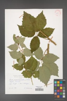 Rubus crispomarginatus [KOR 29199]