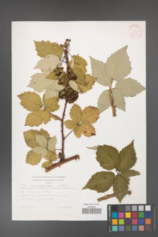 Rubus crispomarginatus [KOR 30558]