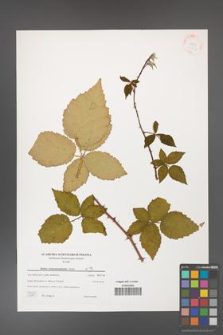 Rubus crispomarginatus [KOR 38842]