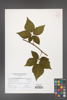 Rubus crispomarginatus [KOR 41038]