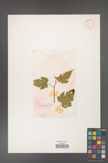 Rubus crataegifolius [KOR 18439]