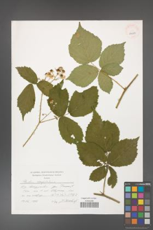 Rubus corylifolius [KOR 39669]