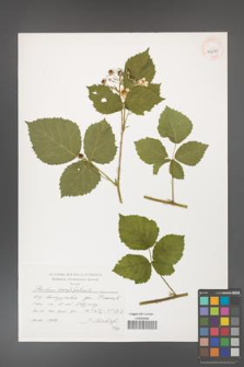 Rubus corylifolius [KOR 39670]
