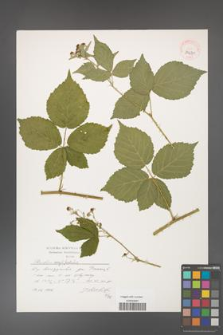 Rubus corylifolius [KOR 39671]