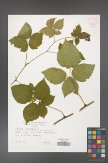 Rubus corylifolius [KOR 40233]