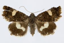 Tyta luctuosa