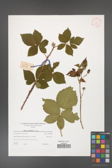 Rubus corylifolius [KOR 38788]