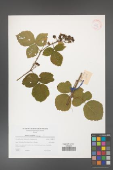 Rubus corylifolius [KOR 38973]
