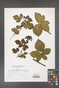 Rubus corylifolius [KOR 38970]