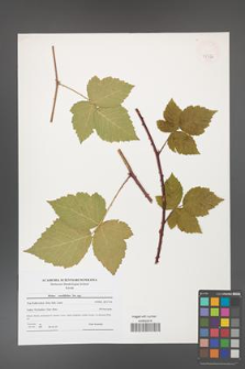 Rubus corylifolius [KOR 47736]