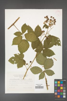 Rubus fasciculatus [KOR 24814]