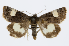 Tyta luctuosa