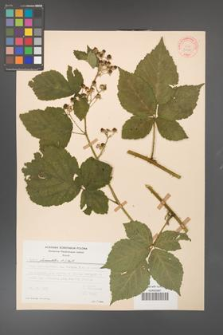 Rubus fasciculatus [KOR 30980]
