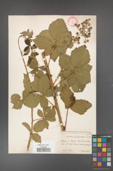 Rubus fasciculatus [KOR 10589]