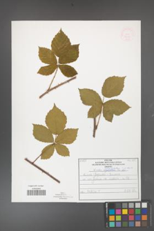 Rubus fasciculatus [KOR 52266]