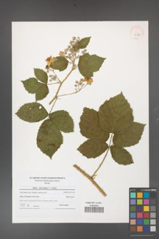 Rubus fasciculatus [KOR 40645]