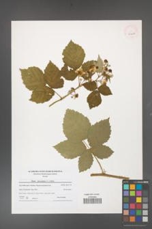 Rubus fasciculatus [KOR 40646]