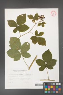 Rubus fasciculatus [KOR 32359]