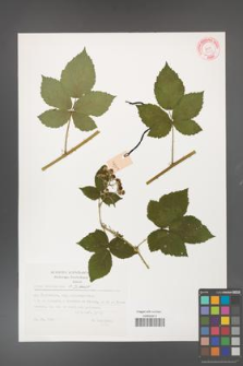 Rubus fasciculatus [KOR 32353]