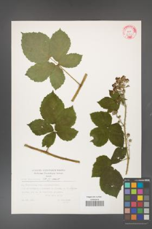 Rubus fasciculatus [KOR 32351]